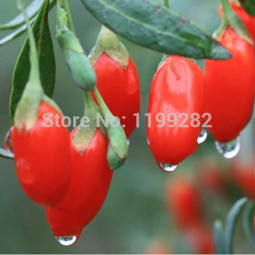 Super-affordable! 500pcs China Top Quality Super Big goji berry goji berries plants
Super-affordable! 500pcs China Top Quality Super Big goji berry goji berries plants