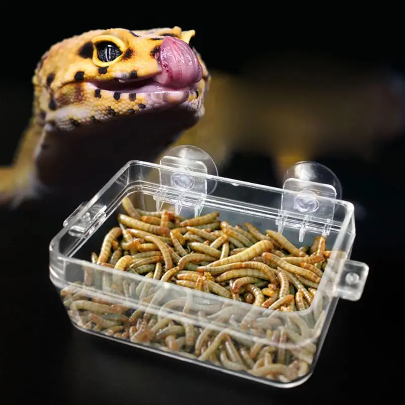 Wholesale Reptile Feeder Anti-escape Food Bowl Turtle Lizard Worm Live Food Container May06
Wholesale Reptile Feeder Anti-escape Food Bowl Turtle Lizard Worm Live Food Container May06