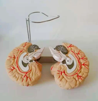 brain anatomy model brain stem brain cerebellum structural relationship anatomy teaching medical teaching instrument
brain anatomy model brain stem brain cerebellum structural relationship anatomy teaching medical teaching instrument