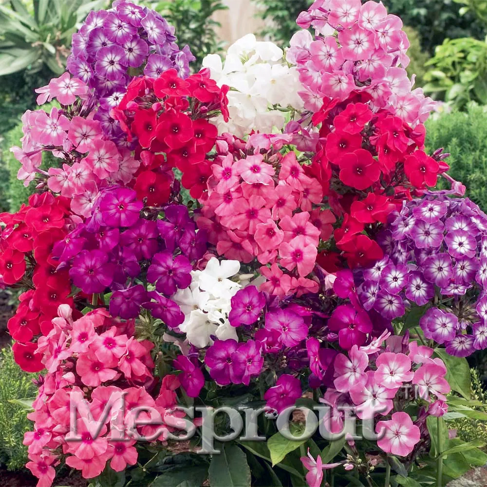 Sale Free Shipping 100PCS Bonsai Phlox Bonsai 100% Genuine Organic Blooming Flower Garden Flores Plant Japanese Sementes *
Sale Free Shipping 100PCS Bonsai Phlox Bonsai 100% Genuine Organic Blooming Flower Garden Flores Plant Japanese Sementes *