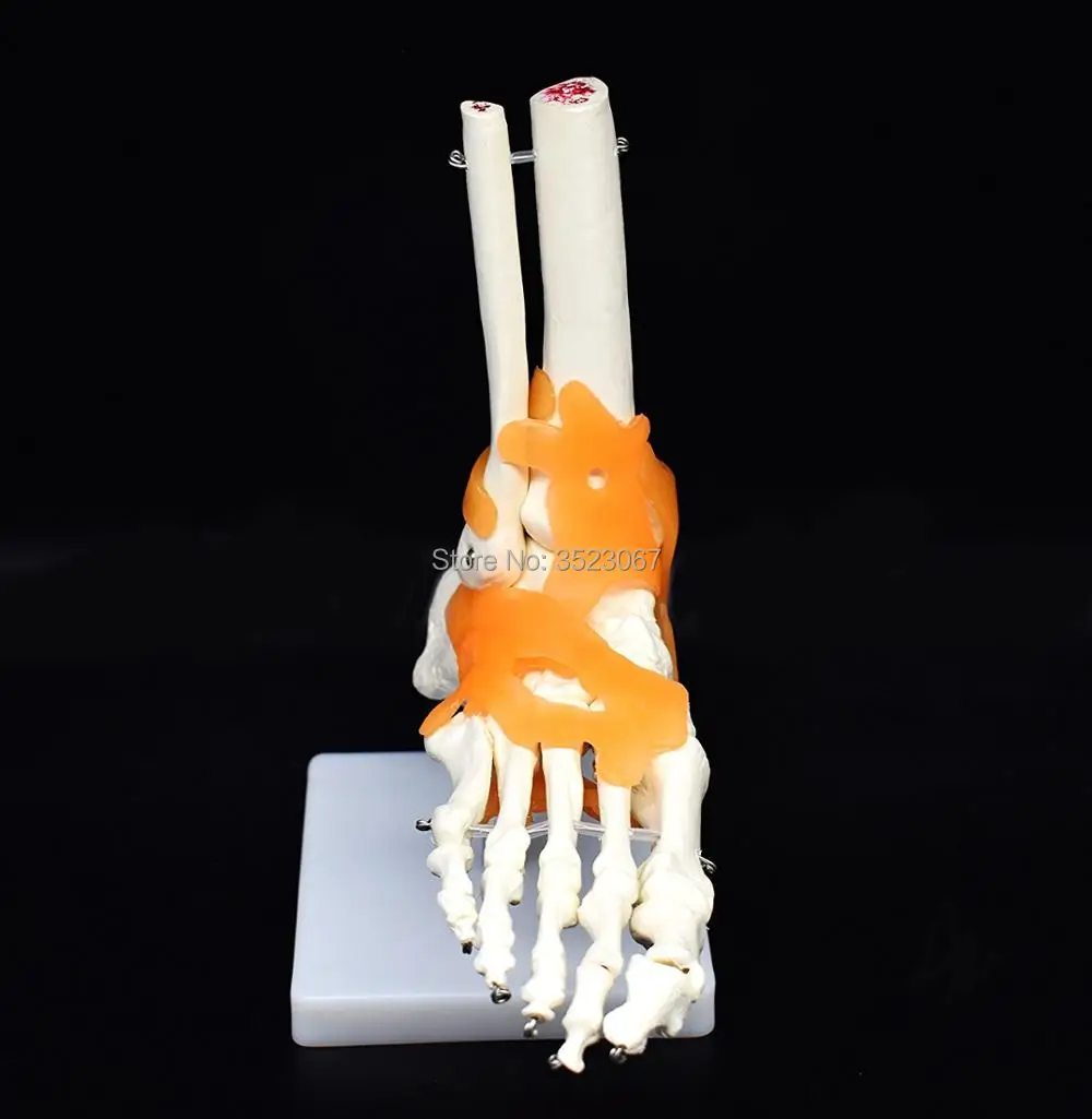 Anatomical Human skullanatomy Skeleton Model Foot Skeleton Joints Model with Ligaments medical instruments traumatic pistolStudy
Anatomical Human skullanatomy Skeleton Model Foot Skeleton Joints Model with Ligaments medical instruments traumatic pistolStudy