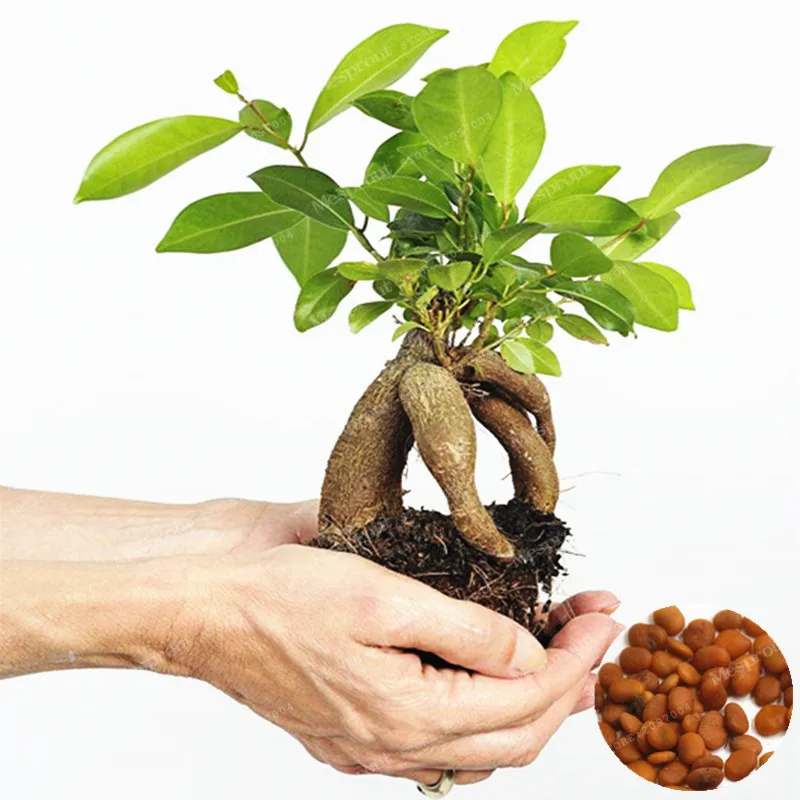 20 Pcs Chinese Rare Banyan Tree Bonsai Exotic Bonsai Tree Bonsai Perennial Ficus Microcarpa Tree Green Bonsai DIY Home Garden
20 Pcs Chinese Rare Banyan Tree Bonsai Exotic Bonsai Tree Bonsai Perennial Ficus Microcarpa Tree Green Bonsai DIY Home Garden
