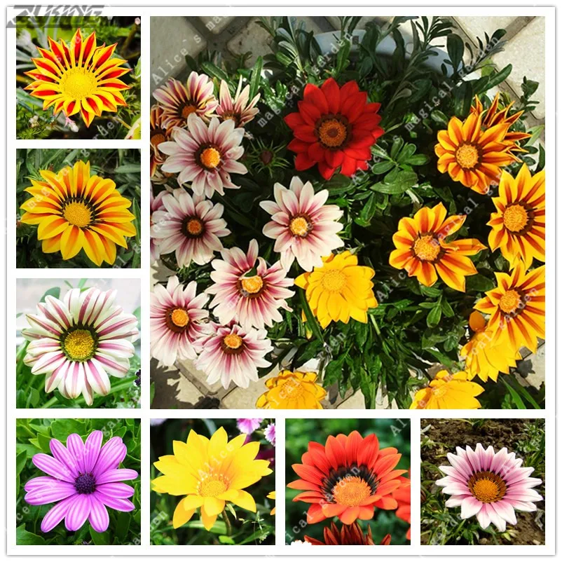 ZLKING 100 Pcs/bag Gazania Flower Bonsai Flower Garden Balcony Plant Semillas Gazania Splendens Chrysanthemum For Home
ZLKING 100 Pcs/bag Gazania Flower Bonsai Flower Garden Balcony Plant Semillas Gazania Splendens Chrysanthemum For Home