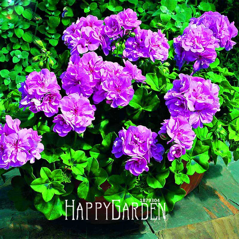 Promotion! 30PCS/Bag Elegant Purple Univalve Geranium bonsai Perennial Flower garden Pelargonium Peltatum for Indoor Rooms,#CQ1C
Promotion! 30PCS/Bag Elegant Purple Univalve Geranium bonsai Perennial Flower garden Pelargonium Peltatum for Indoor Rooms,#CQ1C
