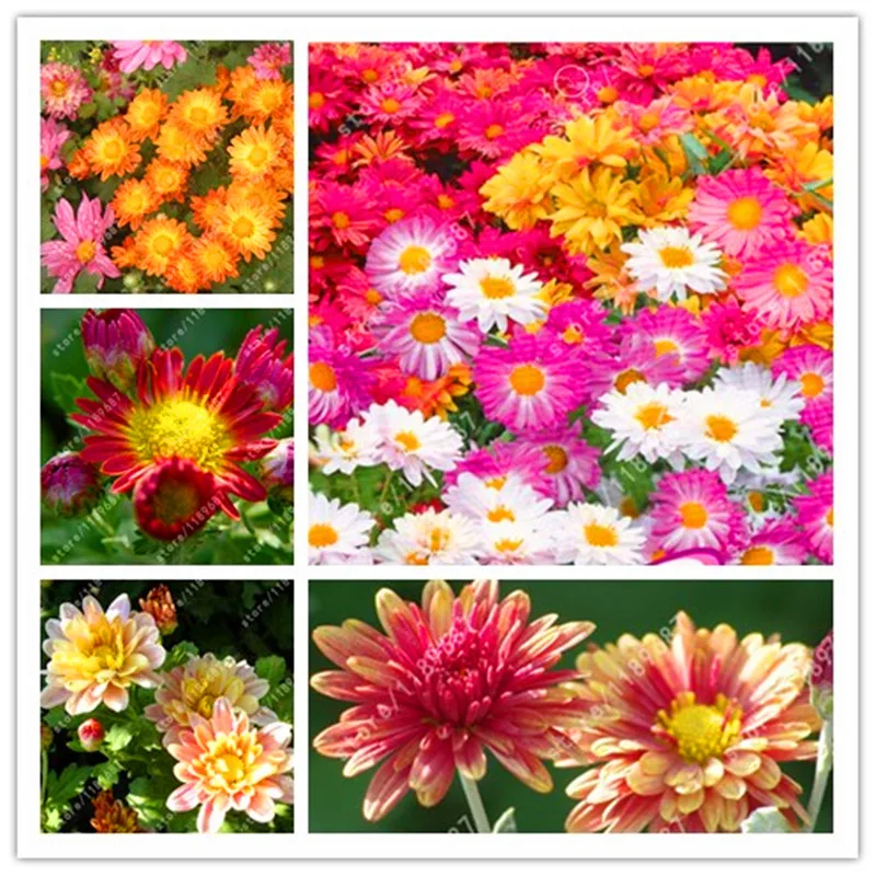 100 pcs/bag rare flower Ground-cover Chrysanthemum Mature Flowering 90 days quality flowers for home garden
100 pcs/bag rare flower Ground-cover Chrysanthemum Mature Flowering 90 days quality flowers for home garden