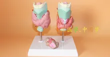 thyroid Pathological Dissection model Thyroid tumors model Medical Teaching 16.5*13*20cm free shipping
thyroid Pathological Dissection model Thyroid tumors model Medical Teaching 16.5*13*20cm free shipping