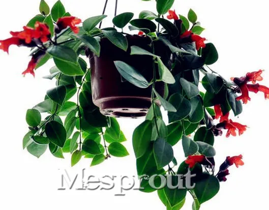 Goldfish Chlorophytum Bonsai Indoor Air Purification, Flowers, Potted Plants Absorb Formaldehyde Bonsai Potted Bonsai 50pcs
Goldfish Chlorophytum Bonsai Indoor Air Purification, Flowers, Potted Plants Absorb Formaldehyde Bonsai Potted Bonsai 50pcs