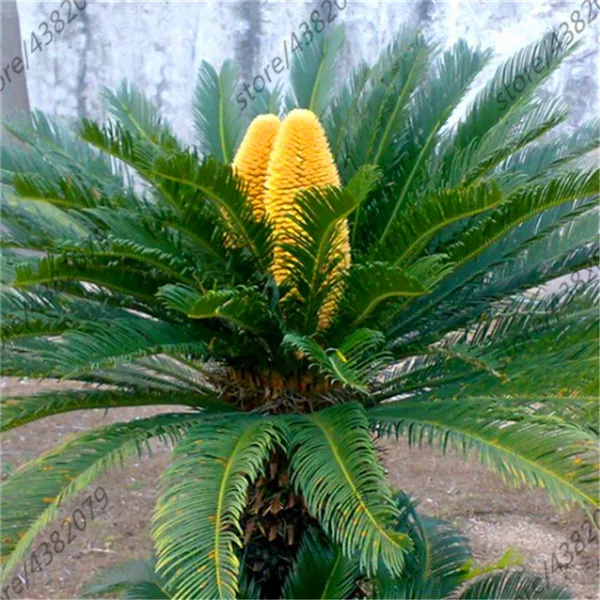1 Pcs Cycas potted balcony planting potted flower bonsai cycads tree for home garden
1 Pcs Cycas potted balcony planting potted flower bonsai cycads tree for home garden
