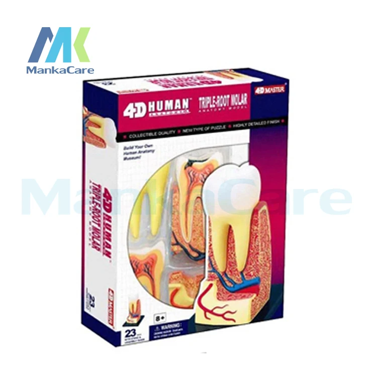 Зубная конструкция Master 4D, сборка, модель человеческой модели, модель зуба, биологический эксперимент, бесплатная доставка
Зубная конструкция Master 4D, сборка, модель человеческой модели, модель зуба, биологический эксперимент, бесплатная доставка