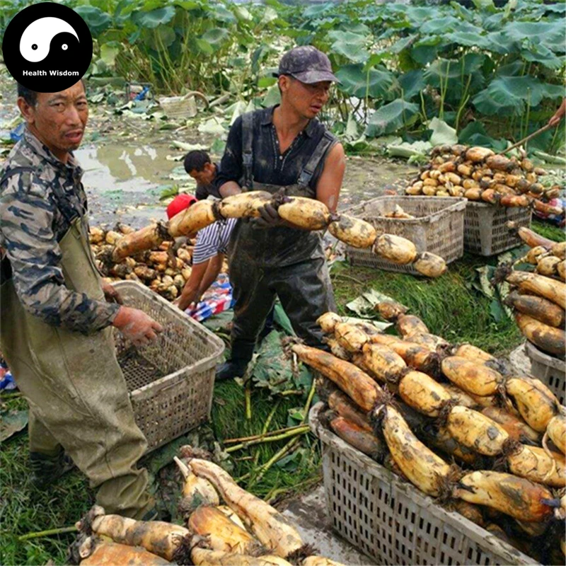 Buy Root Lotus Vegetable Semente 100pcs Water Plant Nelumbo Nucifera Vegetables Lotus
Buy Root Lotus Vegetable Semente 100pcs Water Plant Nelumbo Nucifera Vegetables Lotus