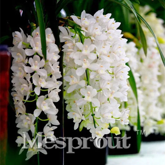 100PCS Cymbidium Goeringii Bonsai Indoor Home Miniature Flower Pot Garden Plants Four Seasons Beauty Rare Flowers Gift
100PCS Cymbidium Goeringii Bonsai Indoor Home Miniature Flower Pot Garden Plants Four Seasons Beauty Rare Flowers Gift
