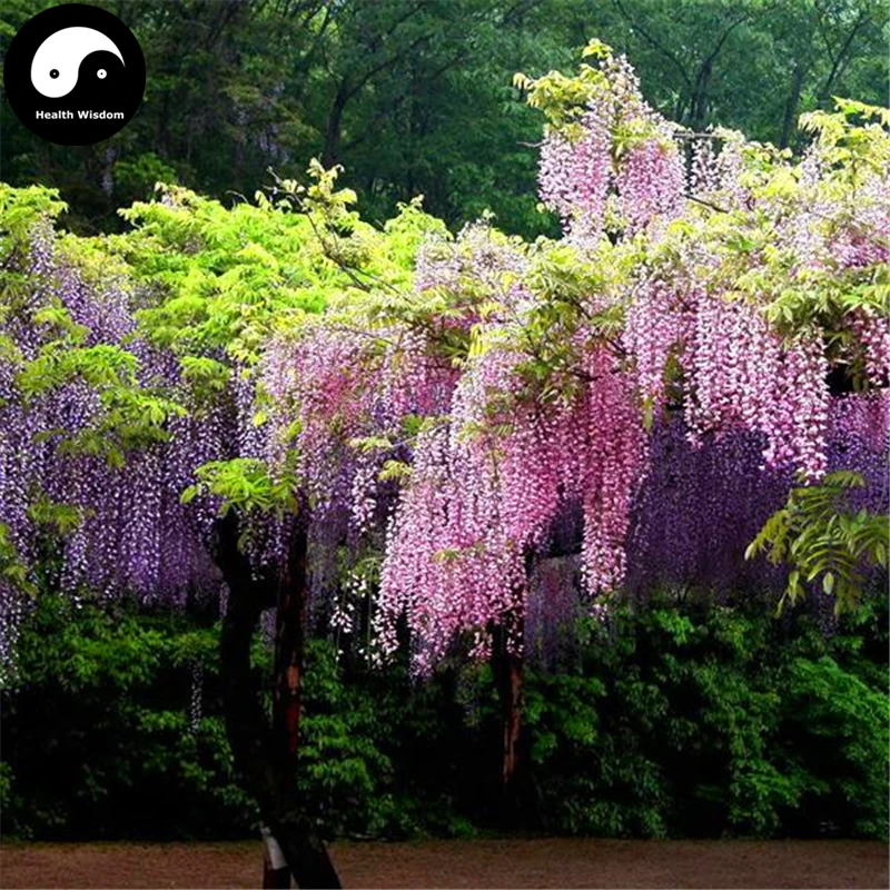 Buy Wisteria Tree Semente 30pcs Plant Vine Tree Wisteria Sinensis
Buy Wisteria Tree Semente 30pcs Plant Vine Tree Wisteria Sinensis