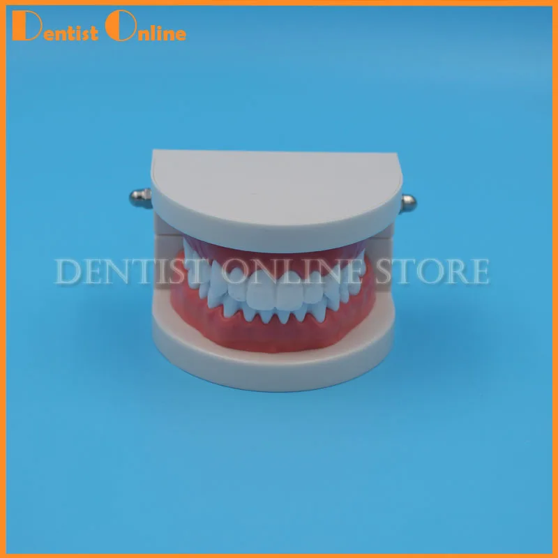 1PC Dentures Dental Teeth Model Clear Gum Standard Typodont Model 28 Pcs Teeth For Medical Science Dentist Teaching Study
1PC Dentures Dental Teeth Model Clear Gum Standard Typodont Model 28 Pcs Teeth For Medical Science Dentist Teaching Study