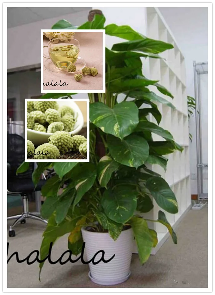 Scindapsus Pot Chlorophytum Scindapsus Bonsai Plants Office or home Radiation Absorbing Formaldehyde Purfy Air plant,100pcs/bag
Scindapsus Pot Chlorophytum Scindapsus Bonsai Plants Office or home Radiation Absorbing Formaldehyde Purfy Air plant,100pcs/bag