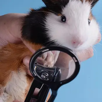 Hamster Magnifying Glass Nail Clippers for Rabbits Chinchilla Squirrels Hedgehogs Guinea Pigs Small Pet Supplies
Hamster Magnifying Glass Nail Clippers for Rabbits Chinchilla Squirrels Hedgehogs Guinea Pigs Small Pet Supplies