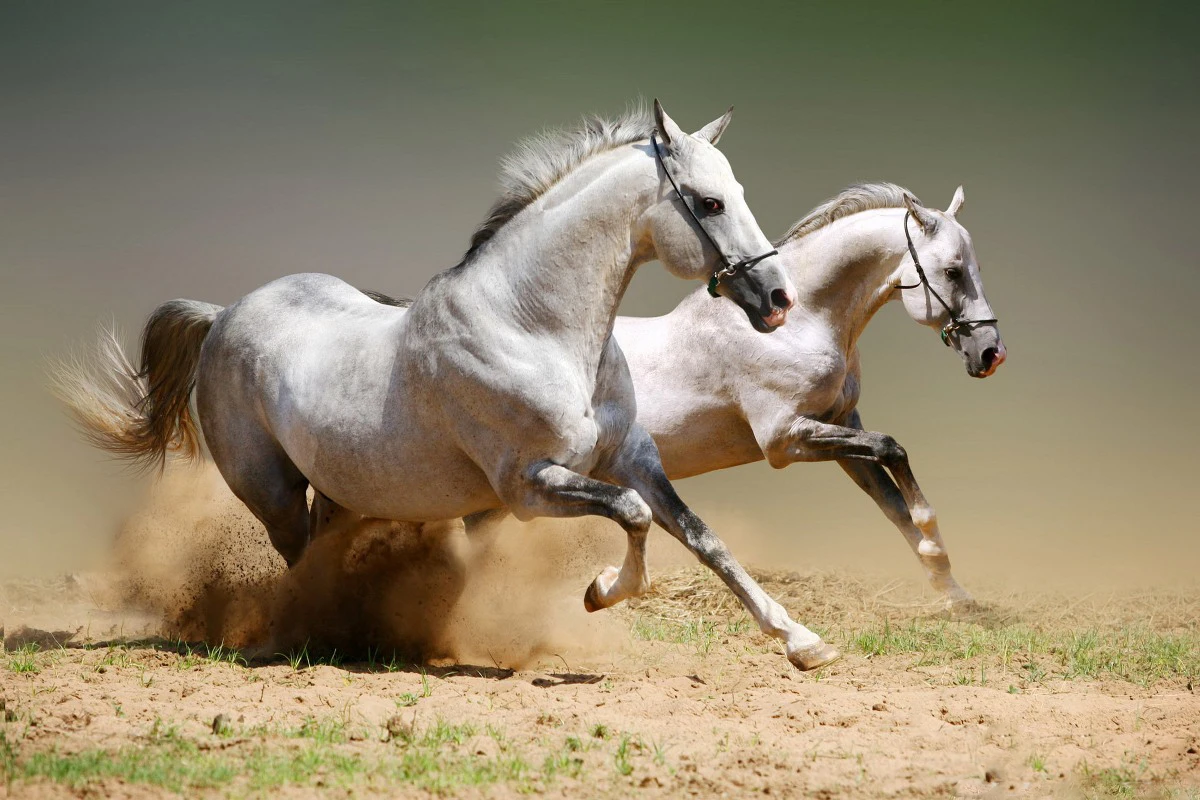 canvas fabric poster custom print horses racing PDW283 for wall decor room home decoration (frame available) | Дом и сад