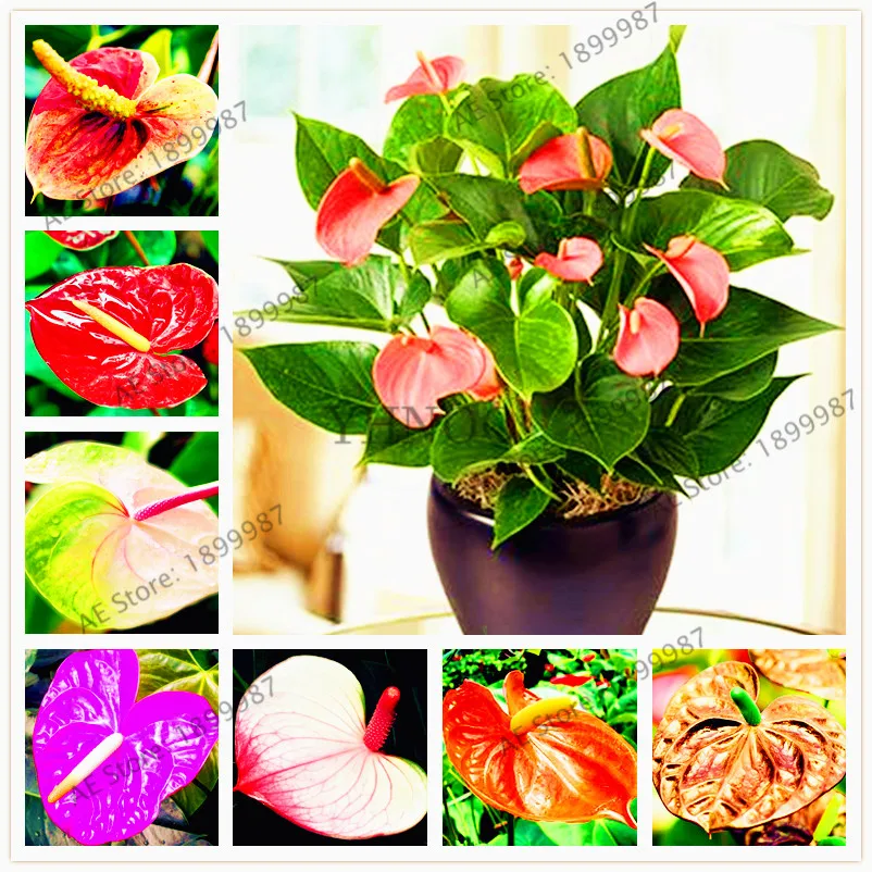 Anthurium plant,Bonsai balcony flower flores, anthurium potted flower plantas for DIY home and garden 100pcs/bag
Anthurium plant,Bonsai balcony flower flores, anthurium potted flower plantas for DIY home and garden 100pcs/bag