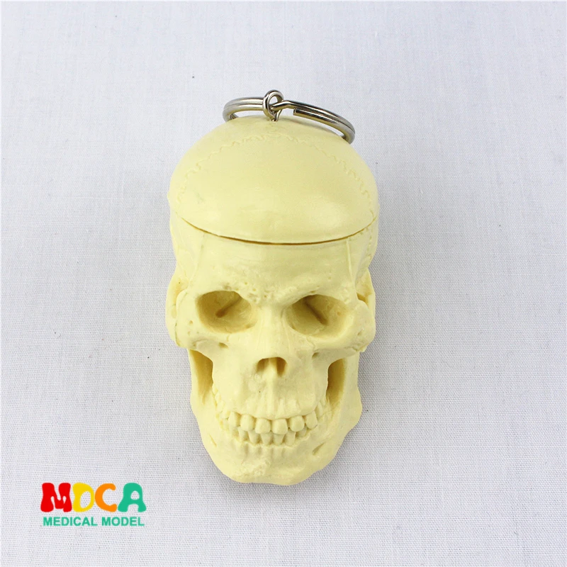 human.skull key buckle ornament gift pendant key buckle human.organ anatomy medical teaching toy YSK005
human.skull key buckle ornament gift pendant key buckle human.organ anatomy medical teaching toy YSK005