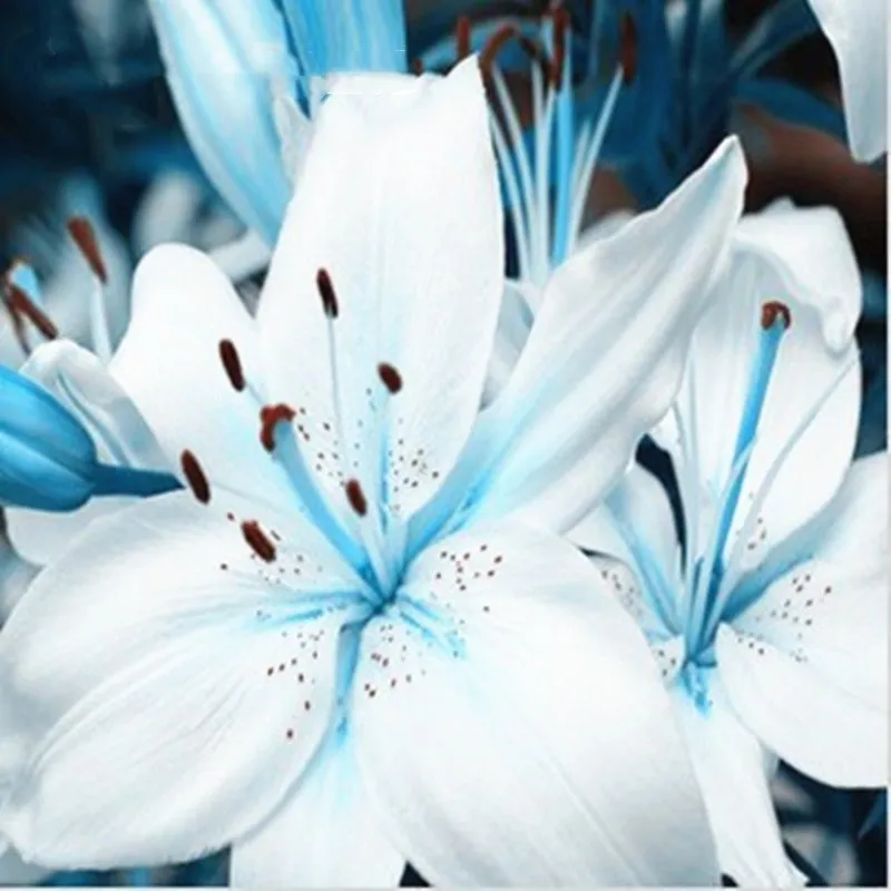 100pcs/bag Blue Heart Lily Plant plants Potted Bonsai Plant Lily Flower plants For Home Garden Purify Indoor Air Mixing Color
100pcs/bag Blue Heart Lily Plant plants Potted Bonsai Plant Lily Flower plants For Home Garden Purify Indoor Air Mixing Color