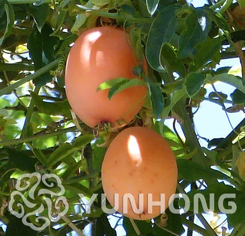 Bonsai Passion Fruit bonsai (20 Pieces per bag) PLUS GIFT Tropical Fruit Perennial Bonsai Fruit bonsai Free Shipping
Bonsai Passion Fruit bonsai (20 Pieces per bag) PLUS GIFT Tropical Fruit Perennial Bonsai Fruit bonsai Free Shipping
