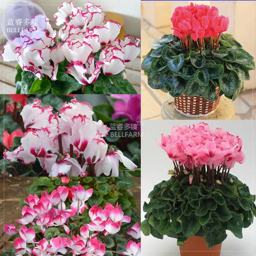 BELLFARM Cyclamen Perennial Flower Seeds, 3 seeds, professional pack, mixed red pink purple colorful heirloom bonsai flowers