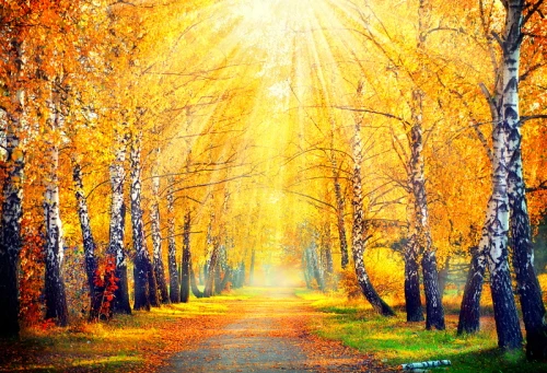 Backdrops For Photo Studio Scenic Forest Wedding Background Autumn Theme Defoliation Photography | Электроника