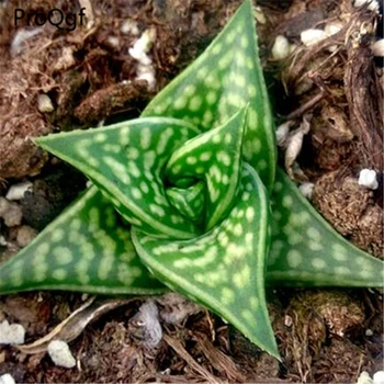 2Pcs A Set Aloe variegata Echeveria Luella 
2Pcs A Set Aloe variegata Echeveria Luella