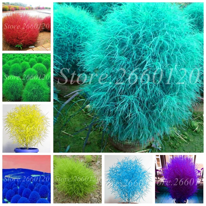 Hot Sale! 300 pcs Colorful Kochia Grass Bonsai Perennial Burning Bush Scoparia Potted Green Garden Ornamental Plant Easy Grow
Hot Sale! 300 pcs Colorful Kochia Grass Bonsai Perennial Burning Bush Scoparia Potted Green Garden Ornamental Plant Easy Grow