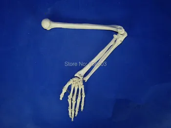 Anatomical Human 1:1 Size Upper Extremity Joint Simulation Model Anatomy skull brain model mixer in trauma esqueleto anatomia
Anatomical Human 1:1 Size Upper Extremity Joint Simulation Model Anatomy skull brain model mixer in trauma esqueleto anatomia