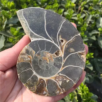 Natural Split Ammonite Fossil Specimen Ammolite Ocean Animal Snail Conch Madagascar Original Specimen Mineral
Natural Split Ammonite Fossil Specimen Ammolite Ocean Animal Snail Conch Madagascar Original Specimen Mineral