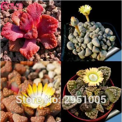20pcs/lot Aizoaceae Titanopsis mixed succulent plant bonsai DIY home garden free shipping
20pcs/lot Aizoaceae Titanopsis mixed succulent plant bonsai DIY home garden free shipping