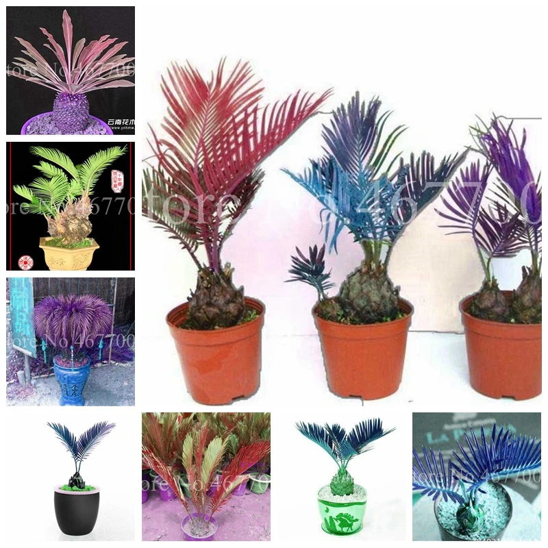 50Pcs Japan Colorful Cycas Indoor Drawf Bonsai Potted Outdoor Sago Palm Tree Flower Plant For Home Garden Pot Decor Easy To Grow
50Pcs Japan Colorful Cycas Indoor Drawf Bonsai Potted Outdoor Sago Palm Tree Flower Plant For Home Garden Pot Decor Easy To Grow