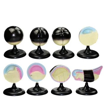 8pcs/set Frog Embryonic Development Model Biologic Teaching Aids Fertilized Egg Evolutionary Process Demo Props Models Sets
8pcs/set Frog Embryonic Development Model Biologic Teaching Aids Fertilized Egg Evolutionary Process Demo Props Models Sets