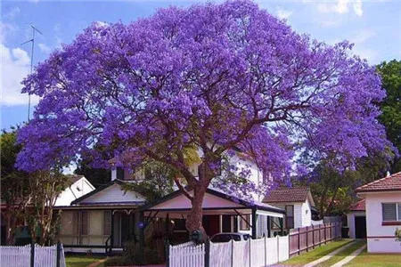10PCS Fresh Real " Jacaranda mimosifolia " tree semillas - bonsai flower plant sementes ( Lan-hua-ying )
10PCS Fresh Real " Jacaranda mimosifolia " tree semillas - bonsai flower plant sementes ( Lan-hua-ying )