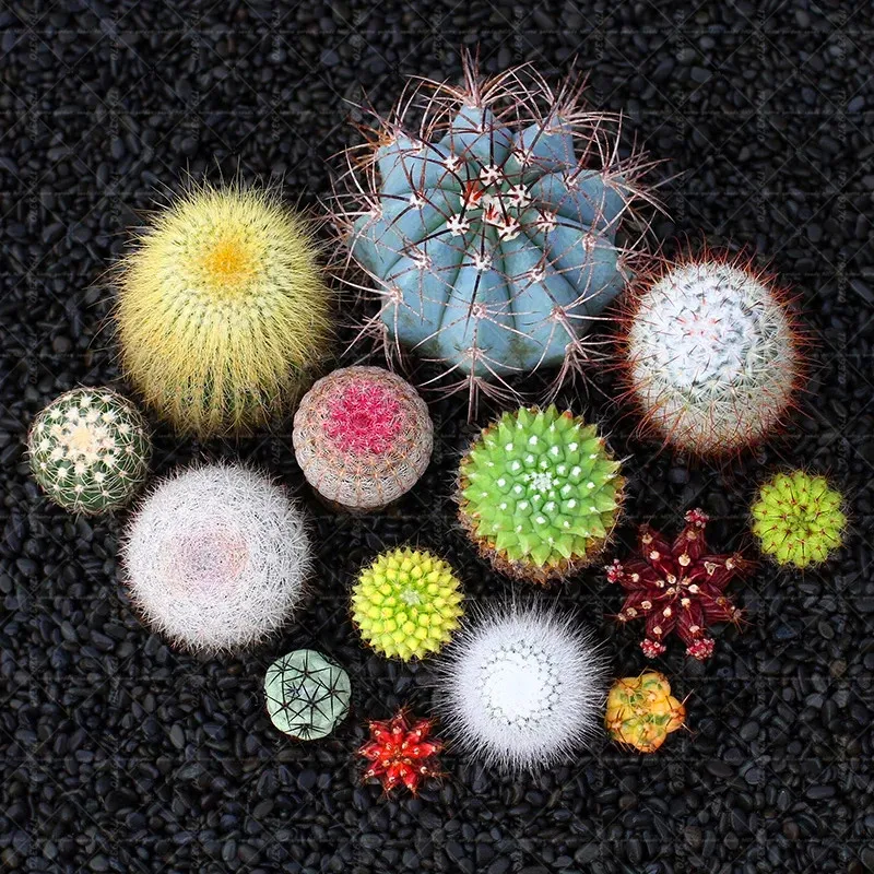 100pcs exotic Mini succulents mixed Cactus succulent bonsai rare perennial indoor flower plants Bonsai flower for garden plants
100pcs exotic Mini succulents mixed Cactus succulent bonsai rare perennial indoor flower plants Bonsai flower for garden plants