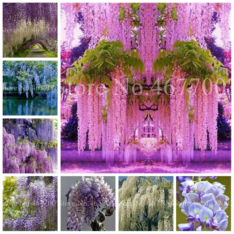 10Pcs Rare Wisteria bonsai Mixed Color Flower flores Bonsai Wisteria Tree plant Ornamental Plant Beautiful Plant For Home Garden
10Pcs Rare Wisteria bonsai Mixed Color Flower flores Bonsai Wisteria Tree plant Ornamental Plant Beautiful Plant For Home Garden