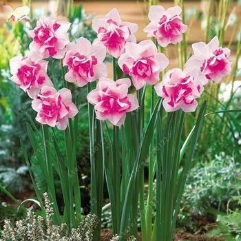 kacasesi 100pcs not daffodil bulbs bonsai aquatic plants