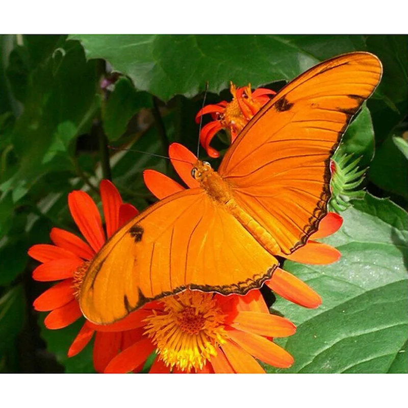 YIKEE diamond painting indian horse Handmade Needlework DIY Diamond Embroidery Mosaic Rhinestone Picture y560
YIKEE diamond painting indian horse Handmade Needlework DIY Diamond Embroidery Mosaic Rhinestone Picture y560