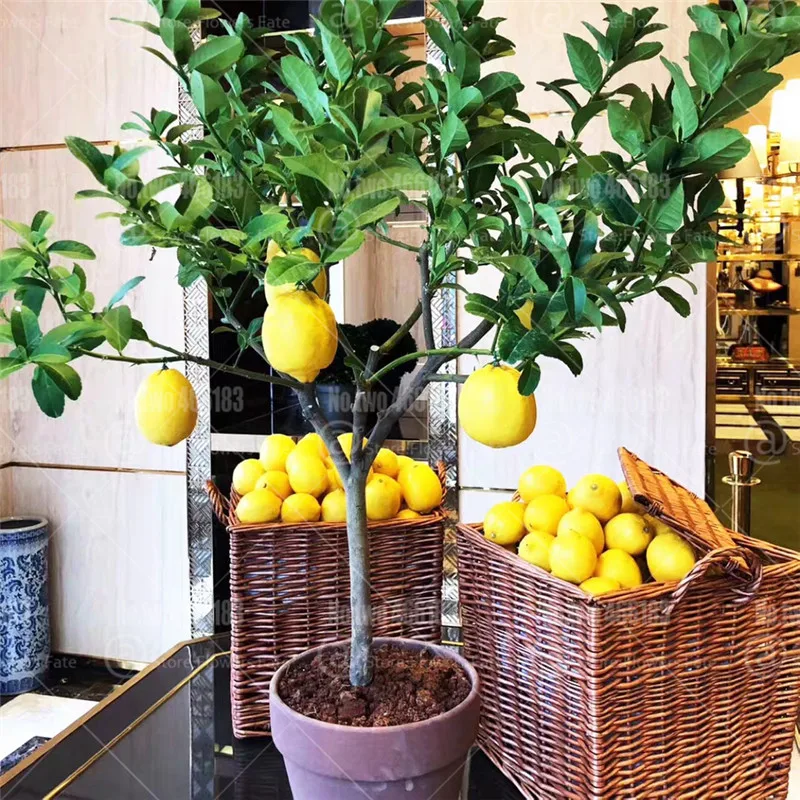 20Pcs Meyer Lemon Bonsai Citrus limon Fruit Bonsai Tree Potted Plant Landscape Plants For Home Garden Bonsai plantas
20Pcs Meyer Lemon Bonsai Citrus limon Fruit Bonsai Tree Potted Plant Landscape Plants For Home Garden Bonsai plantas