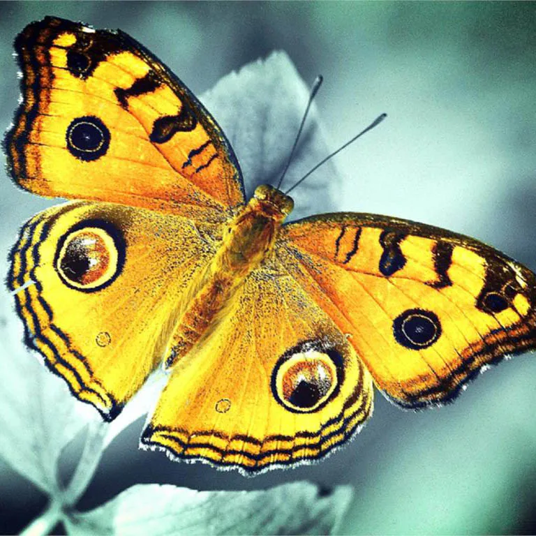 Butterfly-flowers-nimal-new-arrival-DIY-Crystal-full-drill-square-5D-diamond-painting-cross-stitch-kit (5)