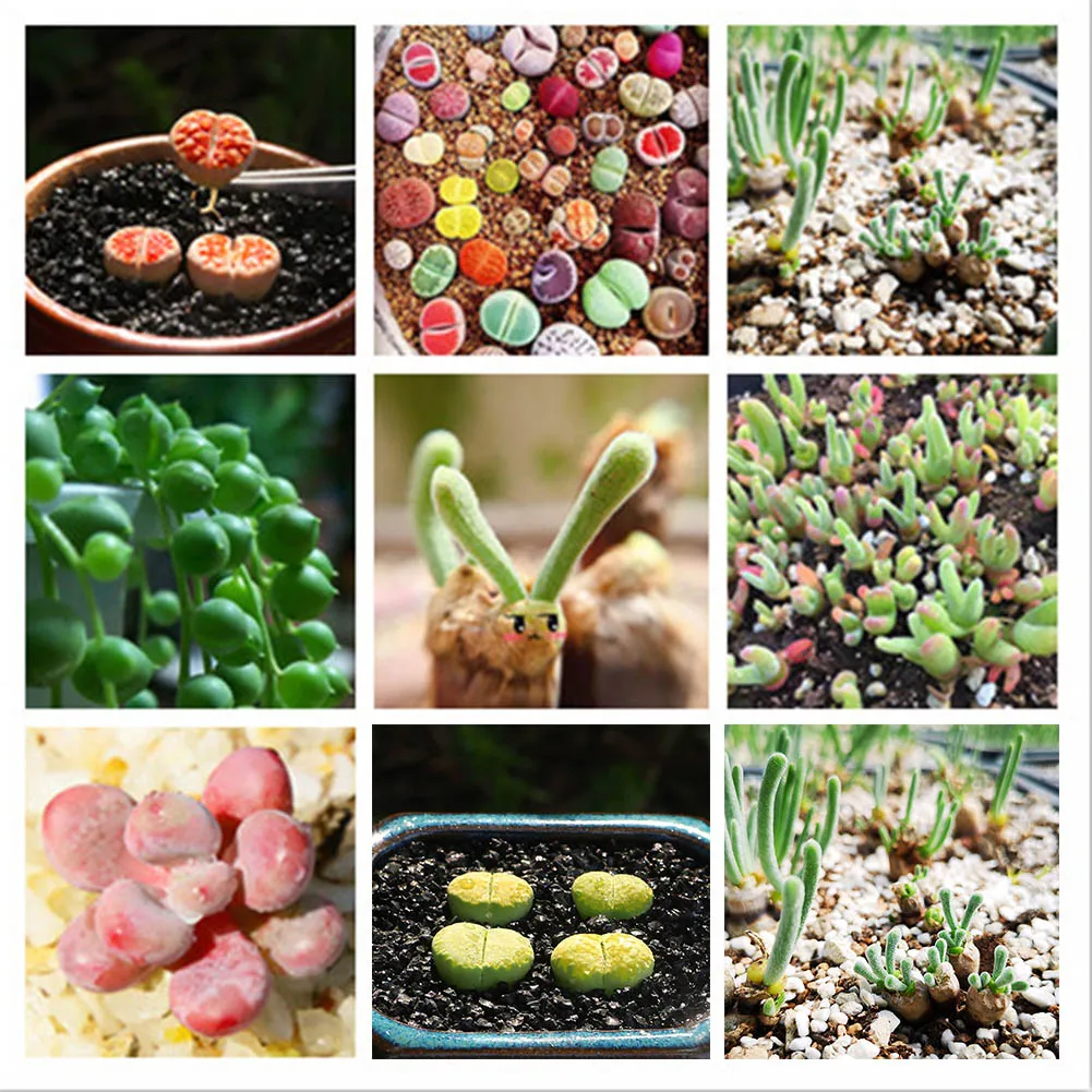 Mixed Colorful 100pcs Stone Flowers Seedsplants High Quality Bonsai Flowers Planting Office Garden Decoration Plants Bonsais
Mixed Colorful 100pcs Stone Flowers Seedsplants High Quality Bonsai Flowers Planting Office Garden Decoration Plants Bonsais