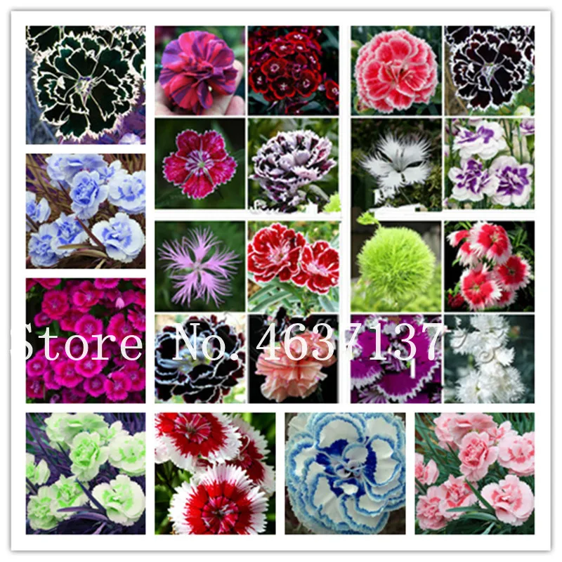 200 Pcs Exotic Multicolored Dianthus Caryophyllus Bonsai Balcony Carnation Perennial Flower For Home Garden Pots Planter
200 Pcs Exotic Multicolored Dianthus Caryophyllus Bonsai Balcony Carnation Perennial Flower For Home Garden Pots Planter
