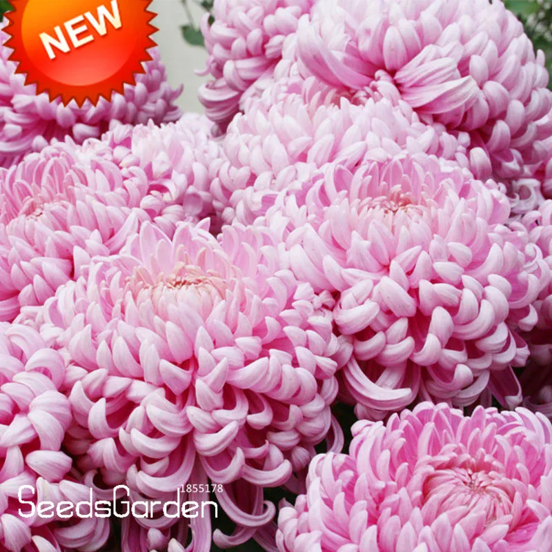 Big Sale!100 pcs/bag Beautiful Light Pink Chrysanthemum bonsai Morifolium flores DIY Gardening Flower Potted Plant,#OLUFMN
Big Sale!100 pcs/bag Beautiful Light Pink Chrysanthemum bonsai Morifolium flores DIY Gardening Flower Potted Plant,#OLUFMN