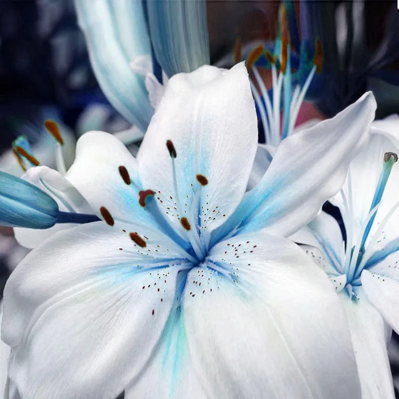 New 50Pcs/Bag Blue Rare Lily Bulbs Bonsai Planting Lilium Perfume Flower Pleasant Fragrance Garden Home Bonsai DecorWholesale BS
New 50Pcs/Bag Blue Rare Lily Bulbs Bonsai Planting Lilium Perfume Flower Pleasant Fragrance Garden Home Bonsai DecorWholesale BS