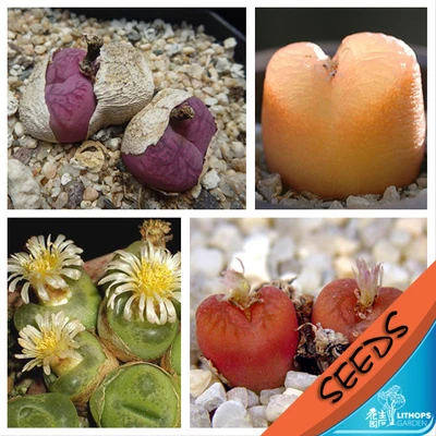 100% Fresh Real lithops Conophytum maughanii mixed succulent cactus Semillas~Living stones
100% Fresh Real lithops Conophytum maughanii mixed succulent cactus Semillas~Living stones