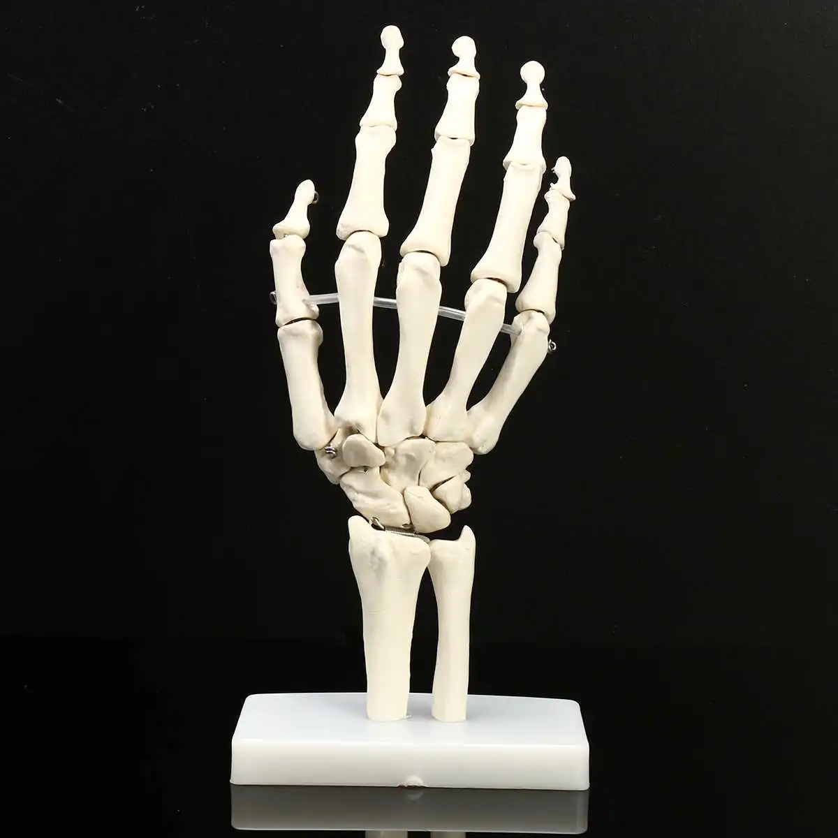 1:1 Life Size Human Hand Joint Model Hand Skeleton Bone Model Wrist Vola Palms Skeleton Model Medical Science Teaching Supplies
1:1 Life Size Human Hand Joint Model Hand Skeleton Bone Model Wrist Vola Palms Skeleton Model Medical Science Teaching Supplies