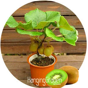 Time-Limit!!Kiwi Fruit garden Potted Plants Mini Tree Rich Beautiful Bonsai fruit trees Kiwi flores,100 PCS,#6DSDKH
Time-Limit!!Kiwi Fruit garden Potted Plants Mini Tree Rich Beautiful Bonsai fruit trees Kiwi flores,100 PCS,#6DSDKH