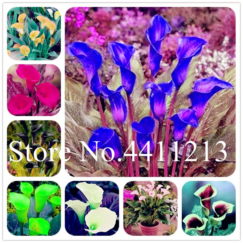 200 Pcs Multi Colors Novel Chinese Rare Calla Lily Bonsai Rare Plants Flowers House plant for Home Garden
200 Pcs Multi Colors Novel Chinese Rare Calla Lily Bonsai Rare Plants Flowers House plant for Home Garden