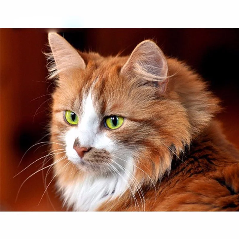 5D DIY Diamond Painting Cat Cross Stitch Lovely Yellow Cat Animal Needlework Home Decorative Full Square Diamond Embroidery
5D DIY Diamond Painting Cat Cross Stitch Lovely Yellow Cat Animal Needlework Home Decorative Full Square Diamond Embroidery