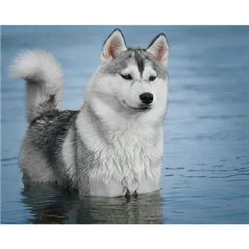YIKEE diamond embroidery dog husky Diamond Embroidery Full Square Rhinestones Home Decor Diamonds Mosaic k328
YIKEE diamond embroidery dog husky Diamond Embroidery Full Square Rhinestones Home Decor Diamonds Mosaic k328